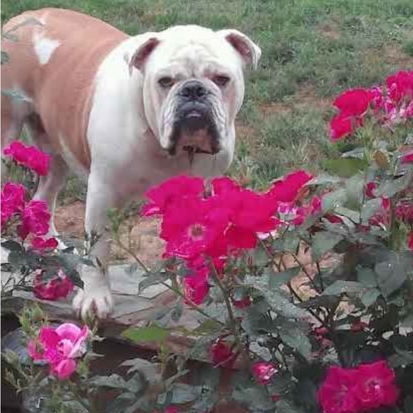 Meet your Posher, JB - Picture 8 of 11